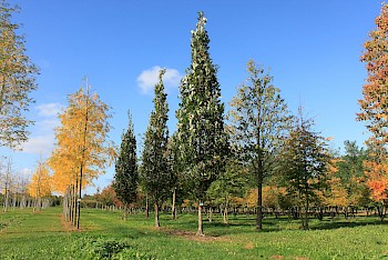 Quercus x warei 'Long' REGAL PRINCE