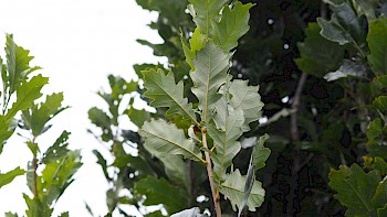 Quercus x warei 'Long' REGAL PRINCE