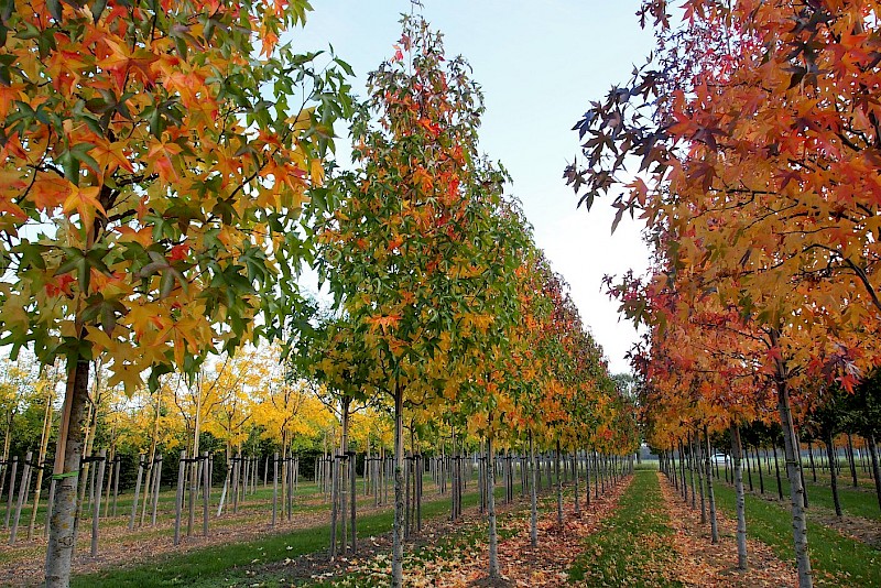 UDENHOUT TREES | Liquidambar styraciflua 'Brotzman'