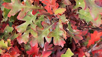 Quercus bimundorum 'Crimson Spire' (syn. 'Crimschmidt')