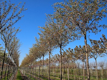 Prunus subhirtella ‘Autumnalis Rosea’