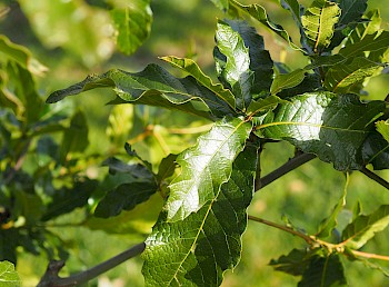 Quercus rhysophylla 'Maya'