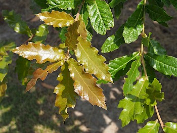 Quercus rhysophylla 'Maya'