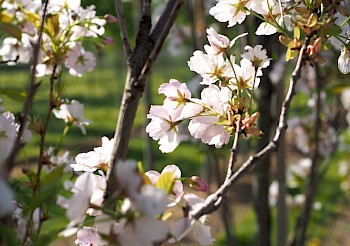 Prunus serrulata 'Amanogawa'
