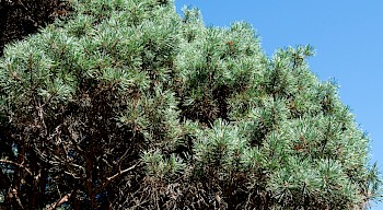 Pinus sylvestris 'Watereri'