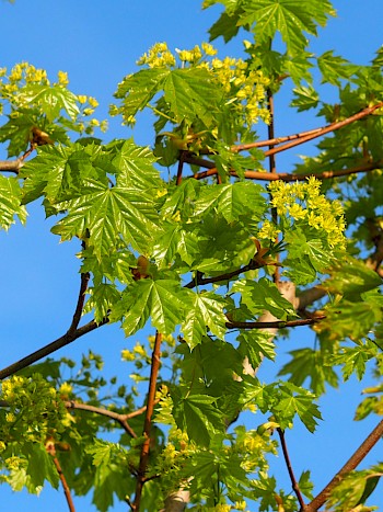 Acer platanoides 'Farlaken's Green'