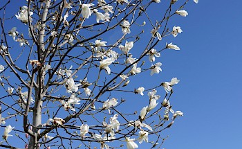 Magnolia salicifolia 'Louisa Fête'
