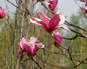 Magnolia 'Spectrum'