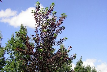 Prunus virginiana 'Canada Red'